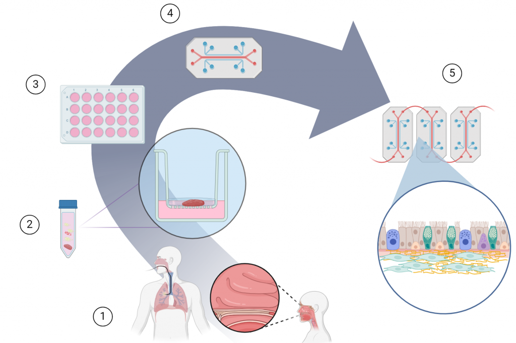 BioRESystems applicazione LS