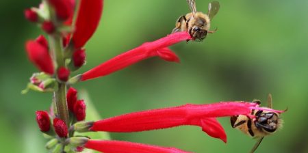 Salvia haenkei