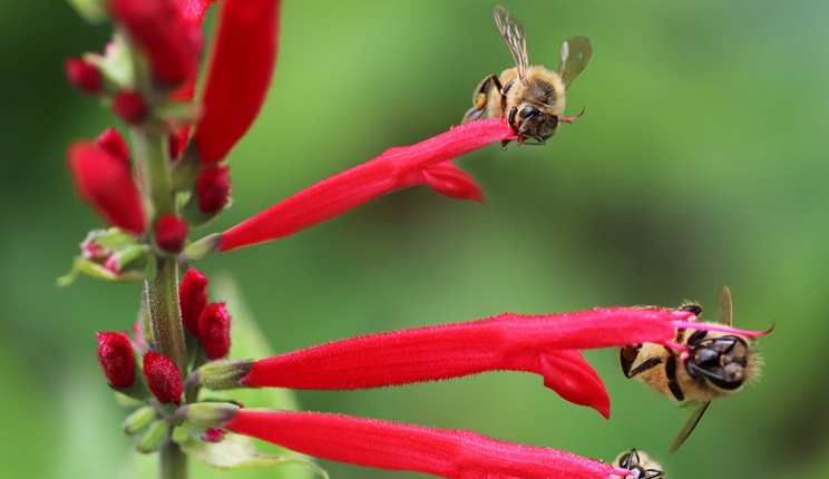 Salvia haenkei