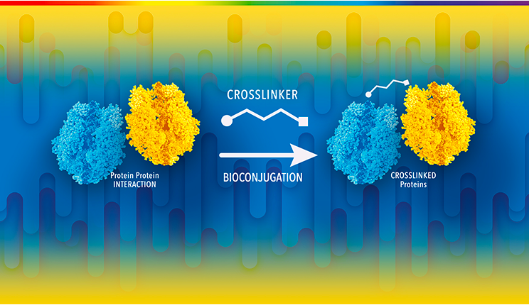 crosslinking