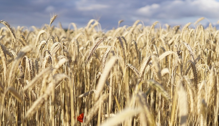 Intelligenza Artificiale in agricoltura: CREA e Microsoft insieme per decodificare il DNA di tutte le varietà di grano duro del pianeta